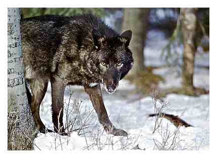 Image of blkwolf.jpg