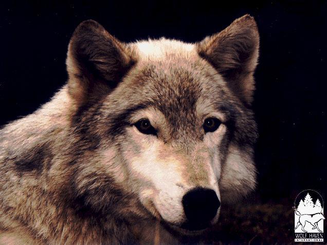 Image of mornwolf.jpg