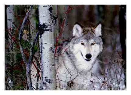 Image of snowwolf.jpg